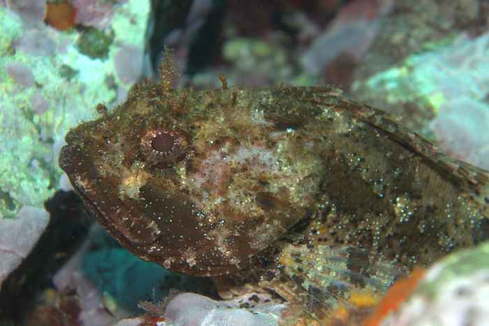Scorpionfish
