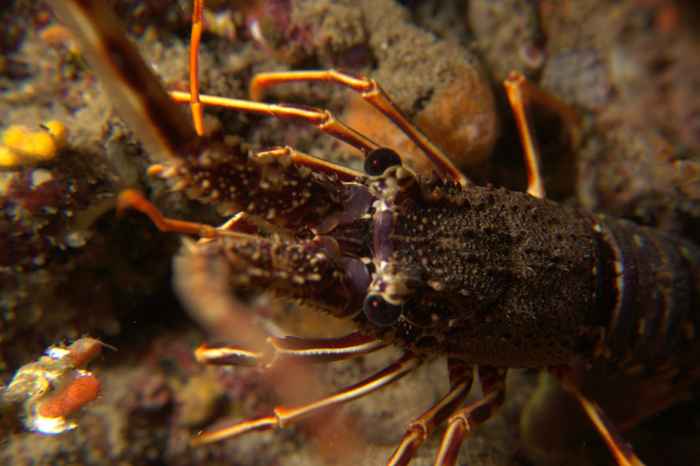 Lobsters