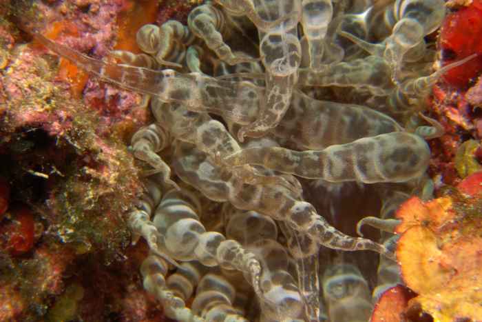 Sea anemones