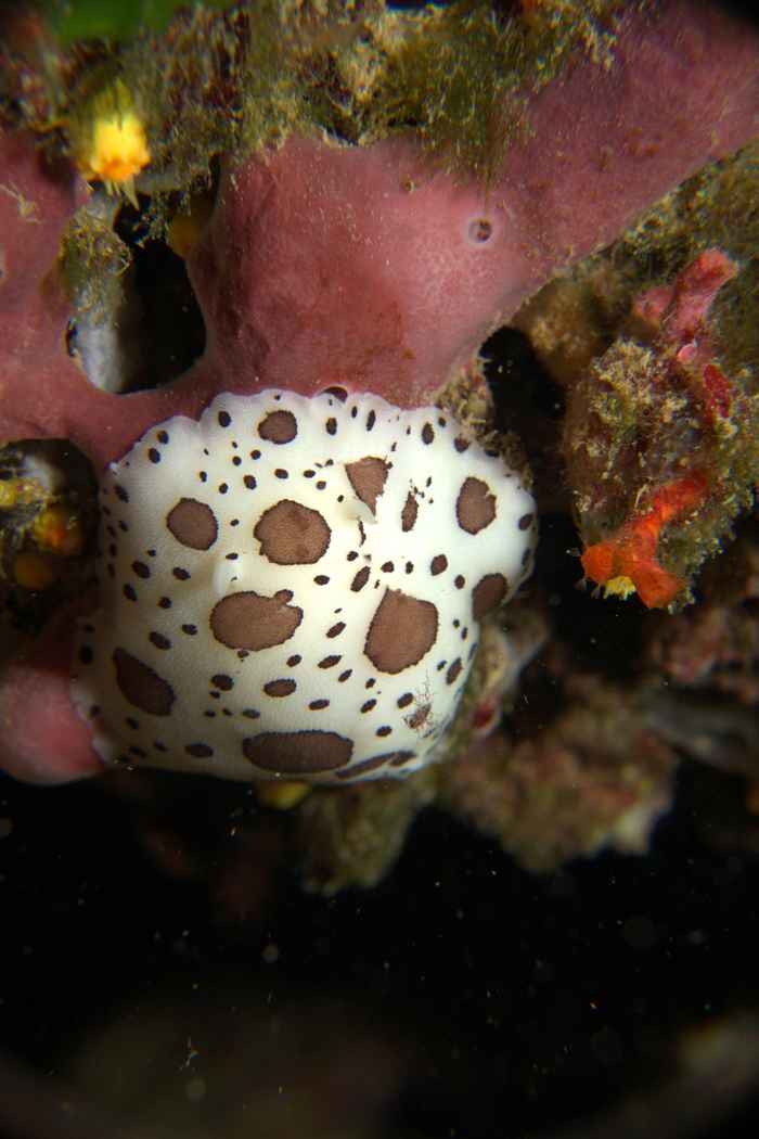 Nudibranchs & sea slugs