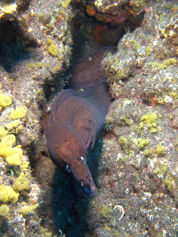 Moray eels