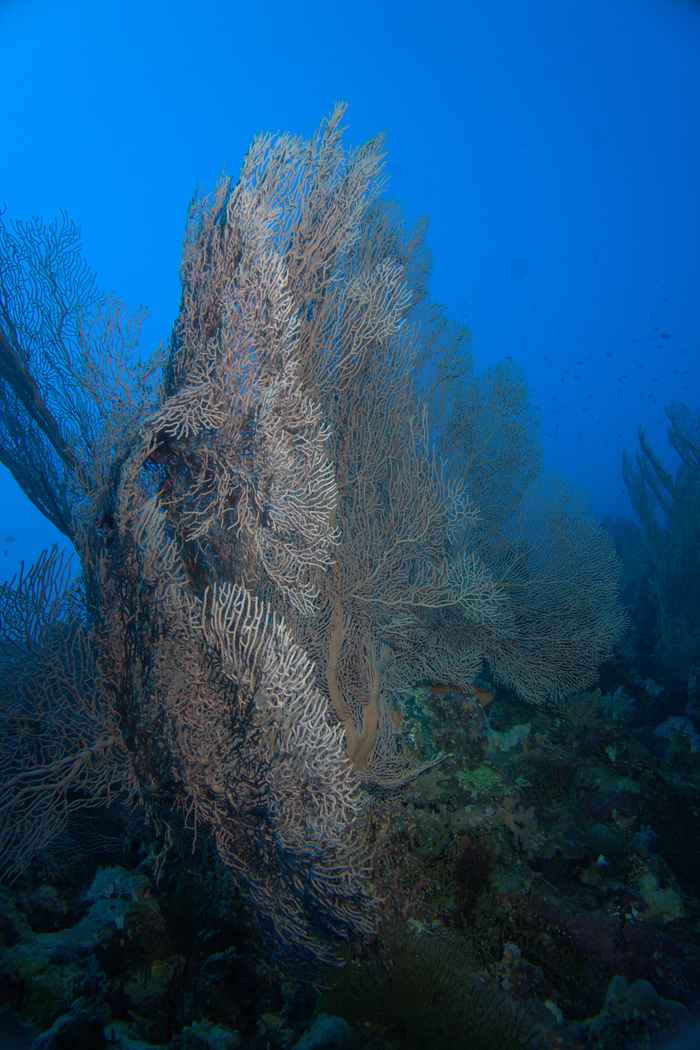Sea fans & gorgonians
